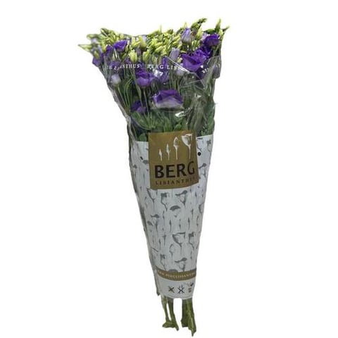 EUSTOMA DARK MOUVE-HOLLAND