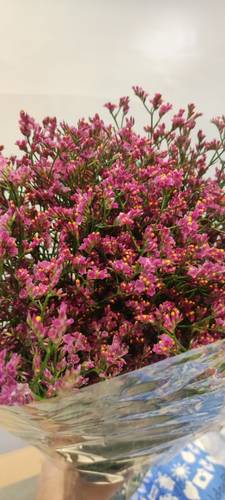 LIMONIUM RED-KENYA