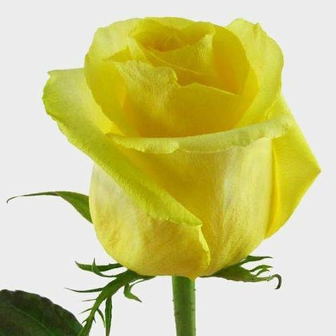 ROSES TARA-ITA