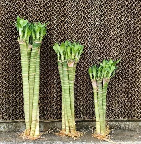 Bamboo Lotus-30