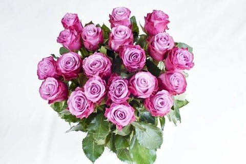 ROSES  DEEP WATER -ITA