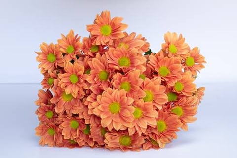 CHRYSANTHEMUM CHAMPANGE ORANGE-KENYA