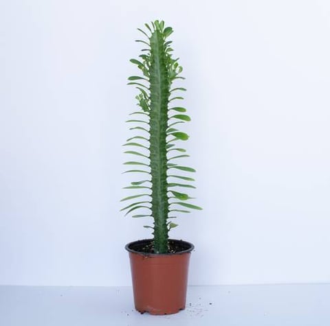 CACTUS POT FARM