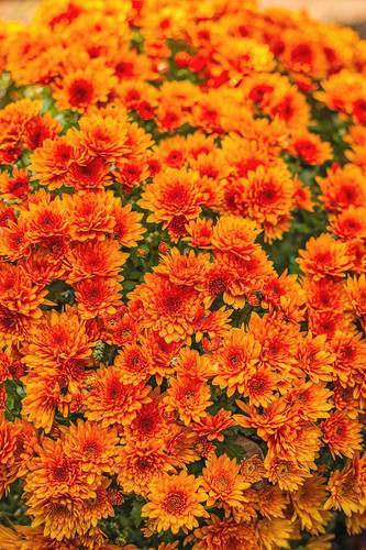 CHRYSANTHEMUM CHAMPANGE ORANGE-HOLLAND