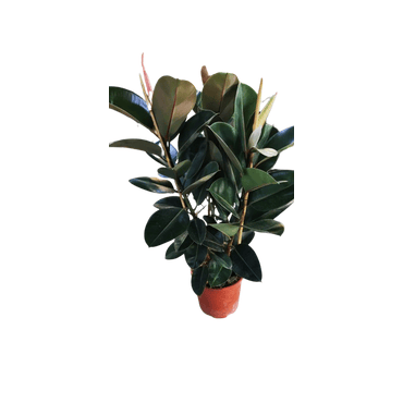 Ficus Robusta-3PP