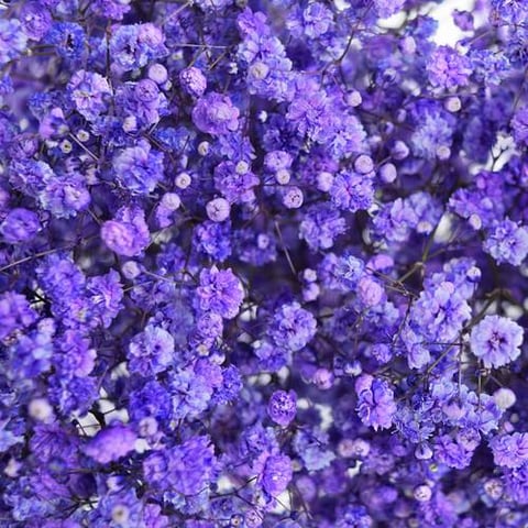 GYPSOPHILA MOUVE- TINTED-HOLLAND