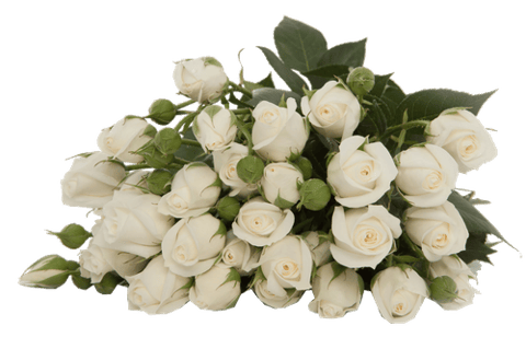 ROSES SPRAY SNOWY BUBLE -ETHIOPIA