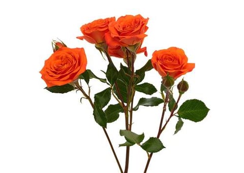 ROSES SPRAY GOOD ORANGE-ITA