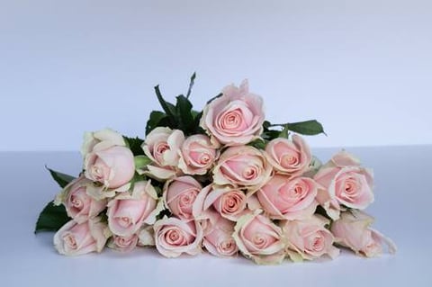ROSES SWEET AVALANCH-ITA