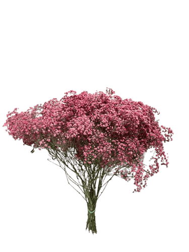 GYPSOPHILA PINK TINTED-KENYA