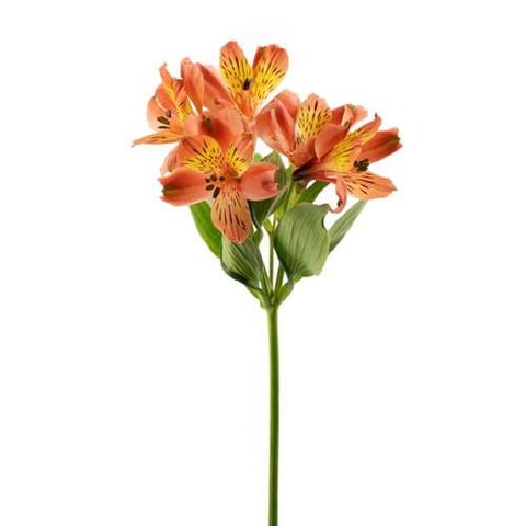 ALSTROEMERIA ORANGE-KENYA
