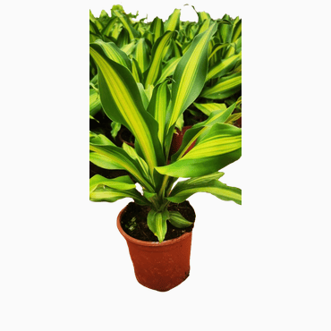 MASSANGEANA SINGLE-MEDIUM