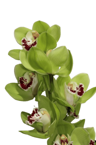 CYMBIDIUM LIGHT GREEN-HOLLAND