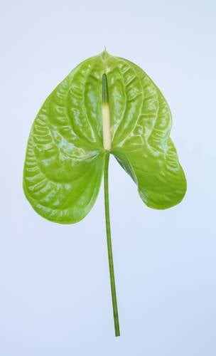 ANTHURIUM GREEN-HOLLAND