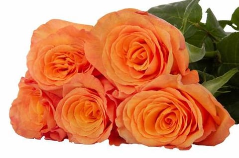 ROSES CONFIDENTIAL-KENYA