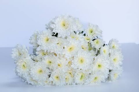 CHRYSANTHEMUM ARTIC QUEEN-ITA