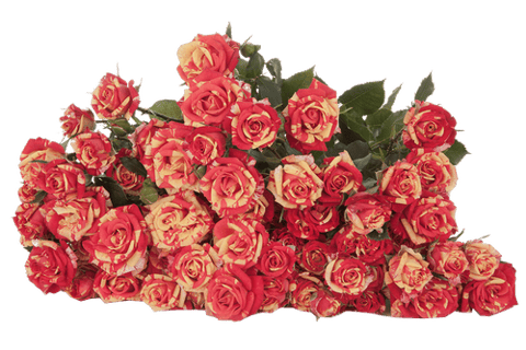 ROSES SPRAY FIRE FLASH -KENYA