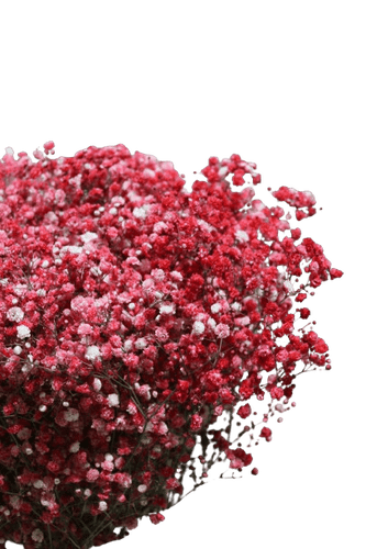 GYPSOPHILA RED -TINTED-HOLLAND