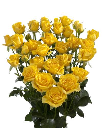 ROSES SPRAY MARISA -ETHIOPIA