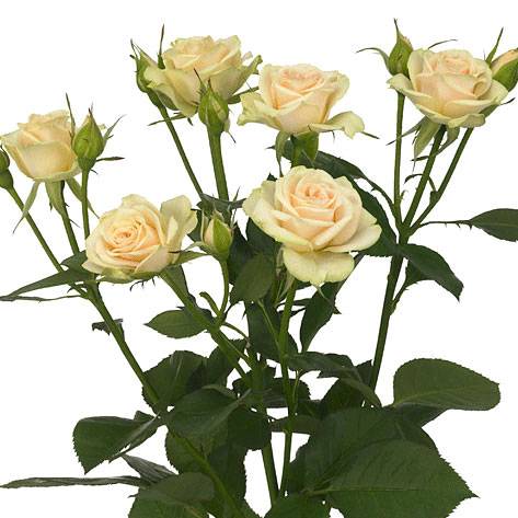 ROSES SPRAY JELENA -KENYA