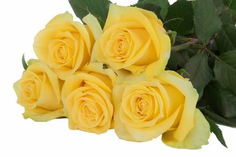 ROSES MOON WALK-SUBATI