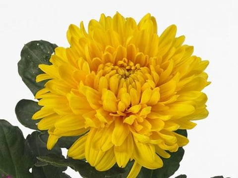 CHRYSANTHEMUM SNOKER YELLOW -ITA
