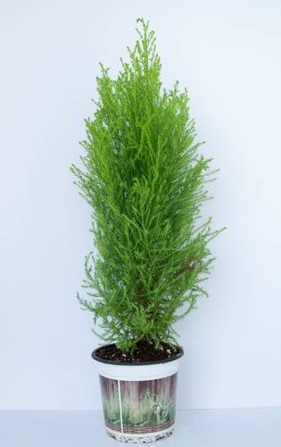نبتة-كوبريسوس