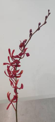 ORCHID ANNA BLACK RED