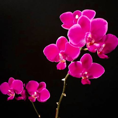 PHILANOPSIS FUSCHIA-HOLLAND