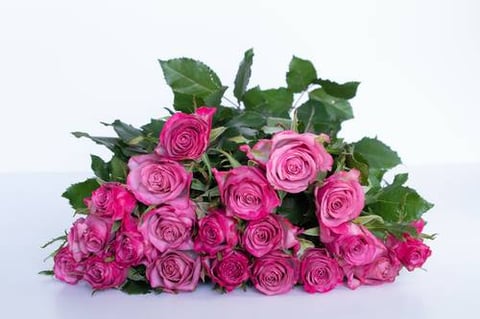 ROSES DEEP PURPLE-ITA
