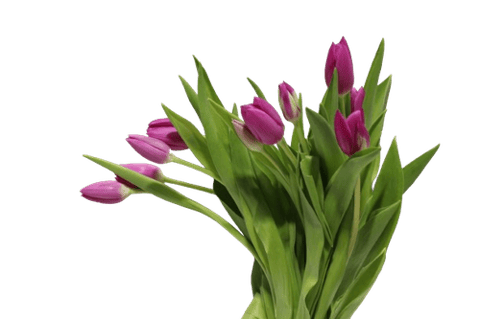 TULIP FUCHIA-ITA