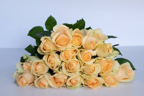 ROSES PEACH AVALANCH-ITA