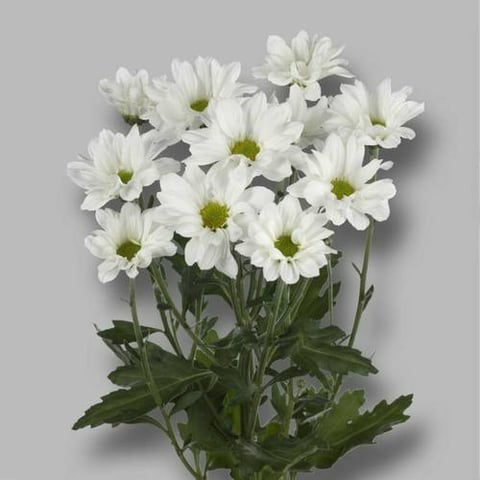 CHRYSANTHEMUM REGAN WHITE -ITA