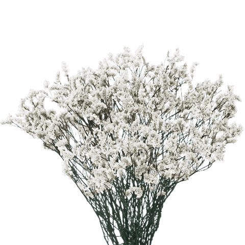 LIMONIUM WHITE-KENYA