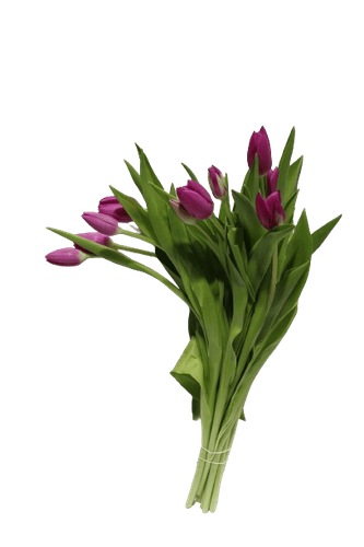TULIP DARK MOUVE-HOLLAND