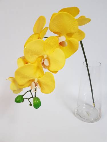 PHILANOPSIS YELLOW-HOLLAND