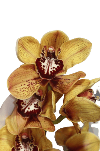 CYMBIDIUM BROWN-HOLLAND