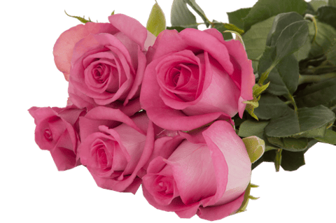 ROSES MARINA-KENYA