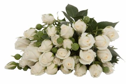 ROSES SPRAY SNOWY BUBLE -SUBATI