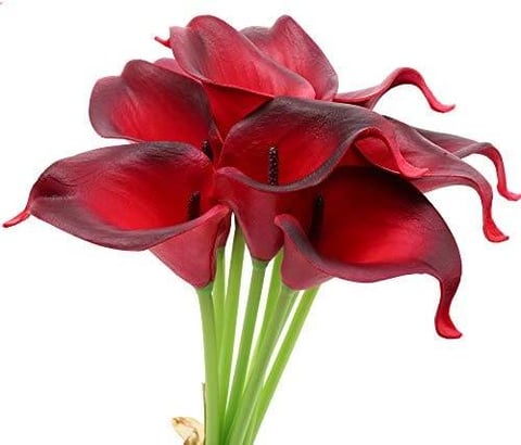 CALLA RED-HOLLAND