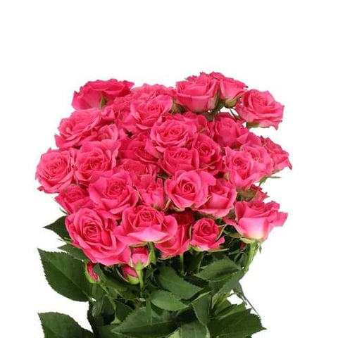 ROSES SPRAY LIANNE-ITA