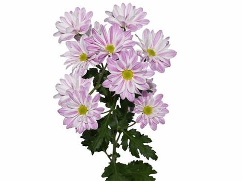 CHRYSANTHEMUM REGAN MAUVE -ITA