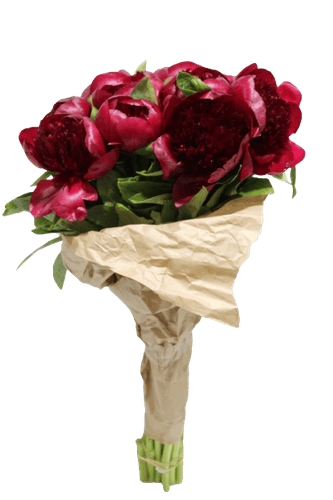 PEONIA RED-NEWZEALAND