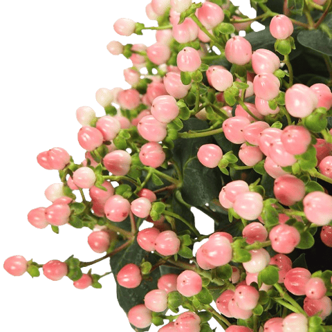 HYPERICUM PINK-KENYA