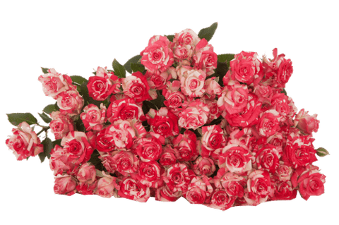 ROSES SPRAY FIRE WORKS -KENYA