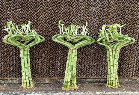Bamboo Heart Shape