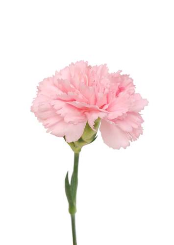 CARNATION  PINK-KENYA