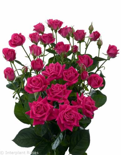 ROSES SPRAY ALICIA-KENYA