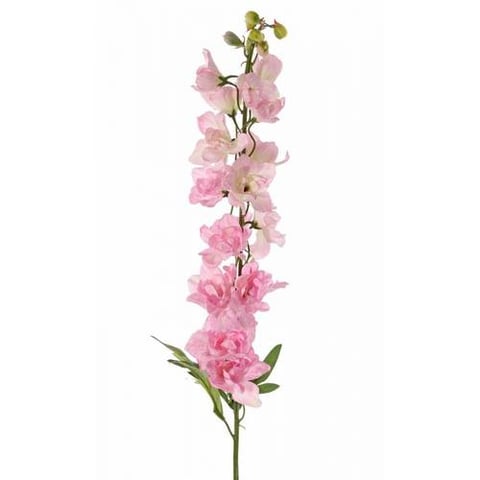 DELPHINIUM PINK-HOLLAND