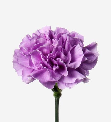 CARNATION MOUVE-KENYA